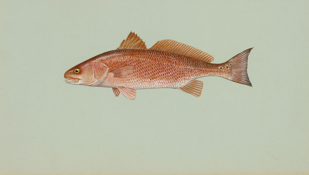 Red Drum Source: Raver, Duane. http://images.fws.gov. U.S. Fish and Wildlife Service.