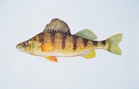 Yellow Perch