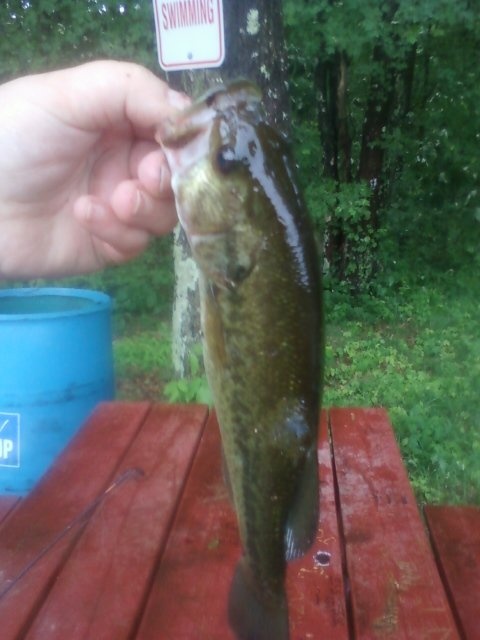 My first largemouth!