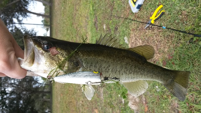 Florida Largemouth