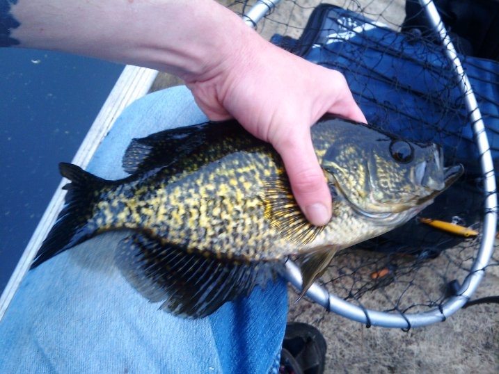 calico bass