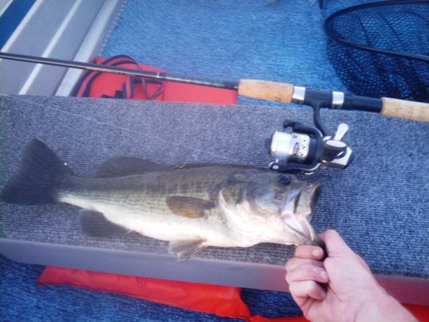 2-1/2 lb bass