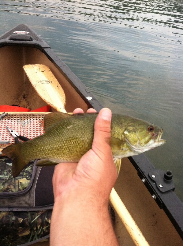 Great clean coloring on this Smallie